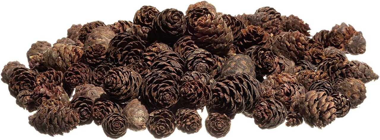 Pine Cones 100 Small Pine Cones 3/4"-1 1/4" 6 oz Mini Black Spruce Pine Cones Pine Cone Filler